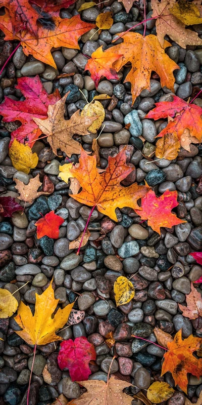 Hojas de otoño vibrantes sobre guijarros suaves