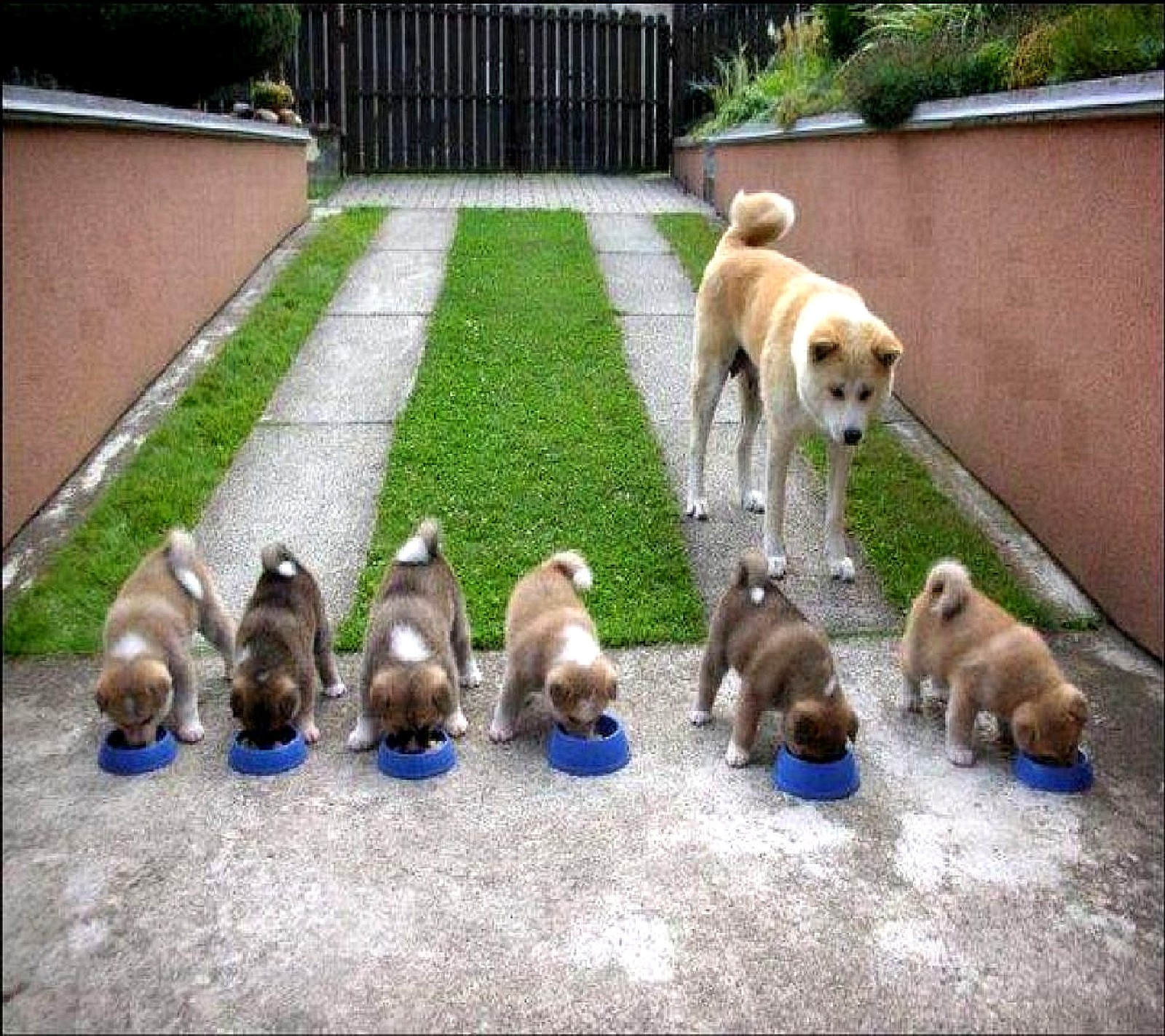 Hay muchos cachorros comiendo de un tazón azul (madre cuida a los niños)