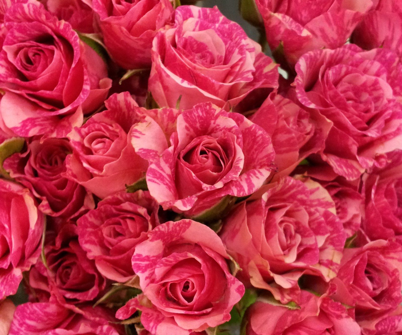 Gros plan d'un bouquet de roses roses. (fleurs, foozma73, amour, rose, roses)