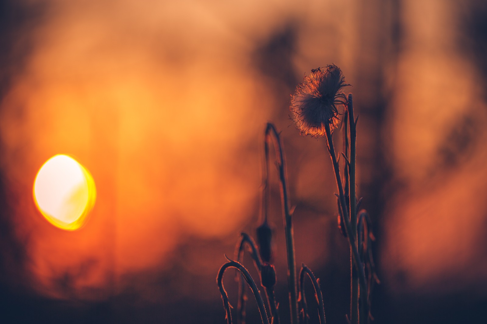 Arafed photo of a plant with a sun in the background (sunset, backlighting, sun, morning, sunlight)