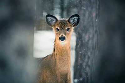 Faon curieux dans un pays des merveilles d'hiver