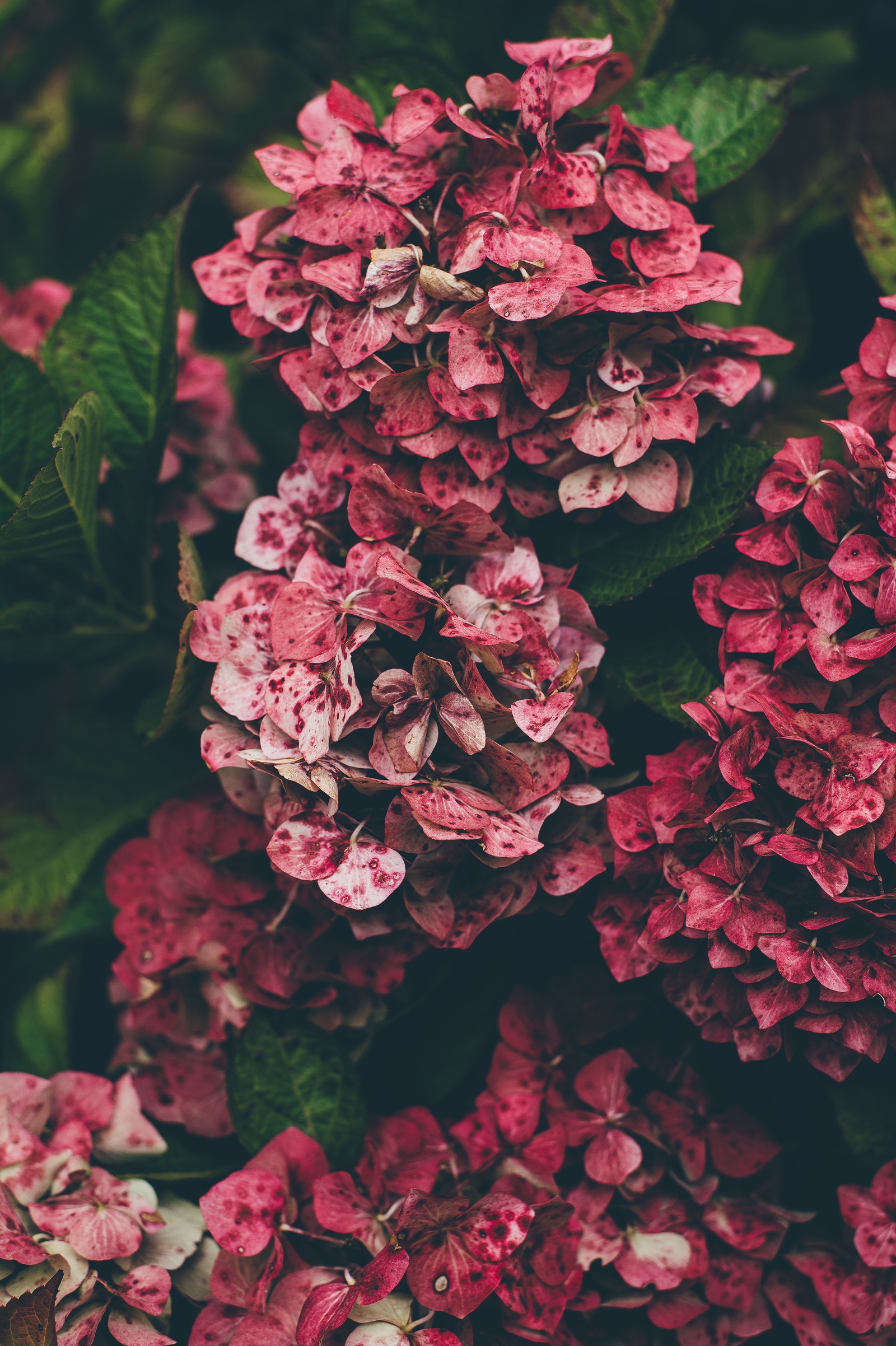 Hay muchas flores rosas creciendo en el arbusto (flores, fotografía)