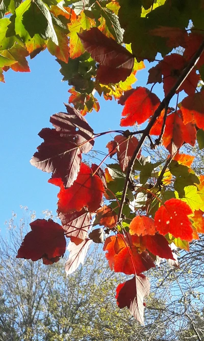 Lebendige Herbstblätter gegen einen klaren blauen Himmel