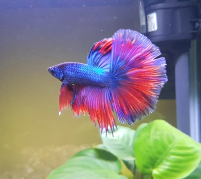 Vibrant Betta Fish Gliding Among Aquatic Plants in Scotland