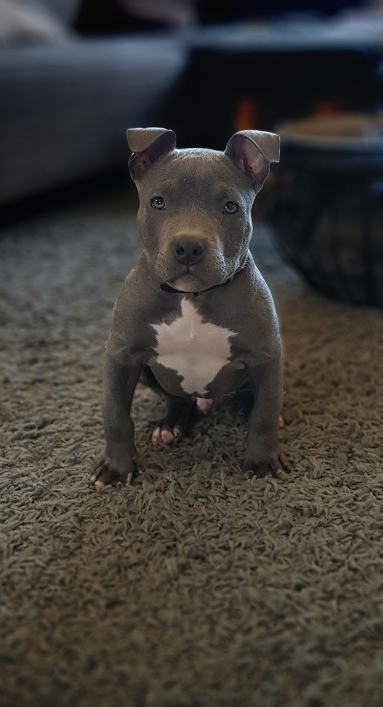 Un petit chien assis sur le sol dans le salon (american bully, bulldog, harceleur, bully classic, chien)