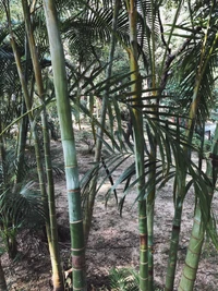 Exuberante bosque de bambú en una reserva natural