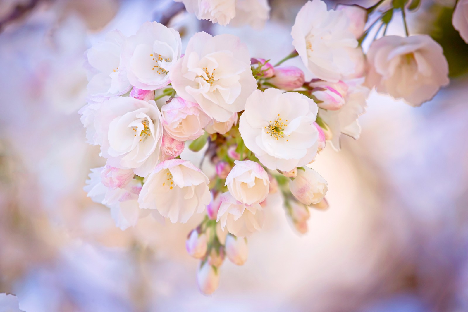 flowers, nature, spring Download Wallpaper