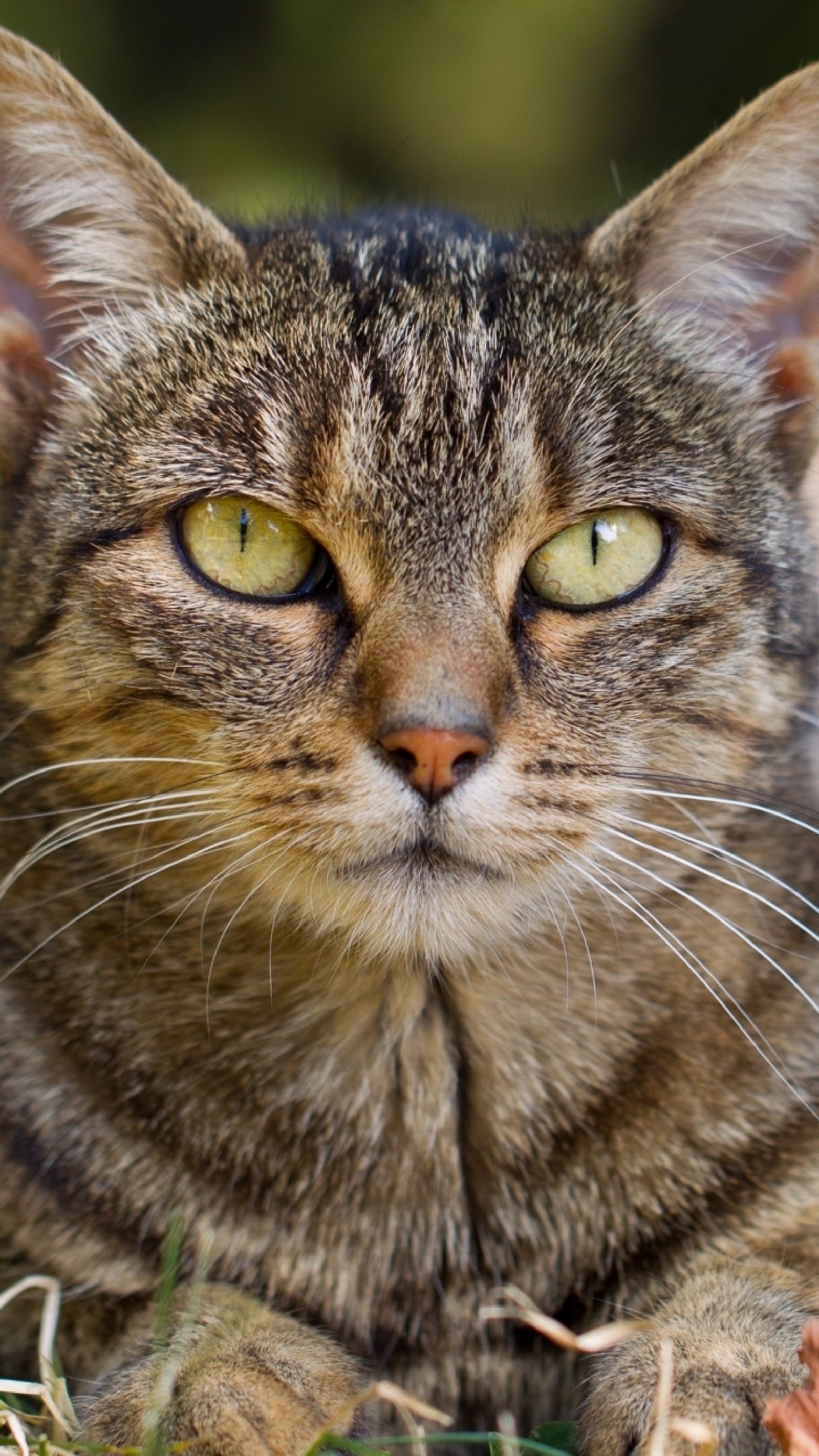 There is a cat that is laying down in the grass (animal, cat, eyes)