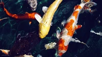 Lebendige Koi-Fische schwimmen im klaren Wasser