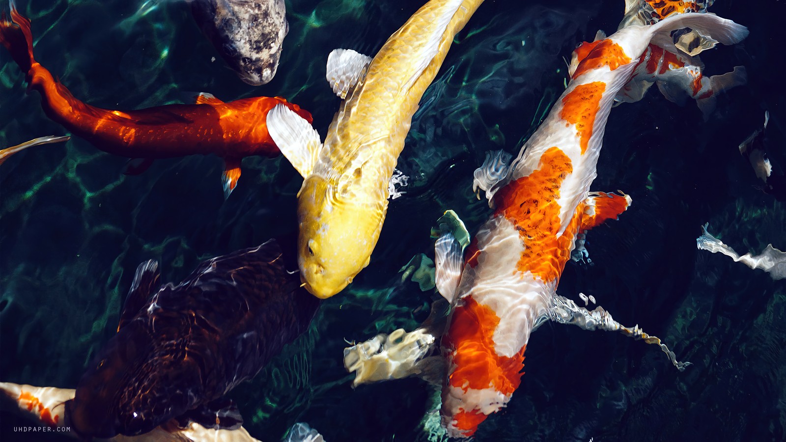 Varios peces koi nadando en un estanque con piedras y agua (koi, pez, animales)