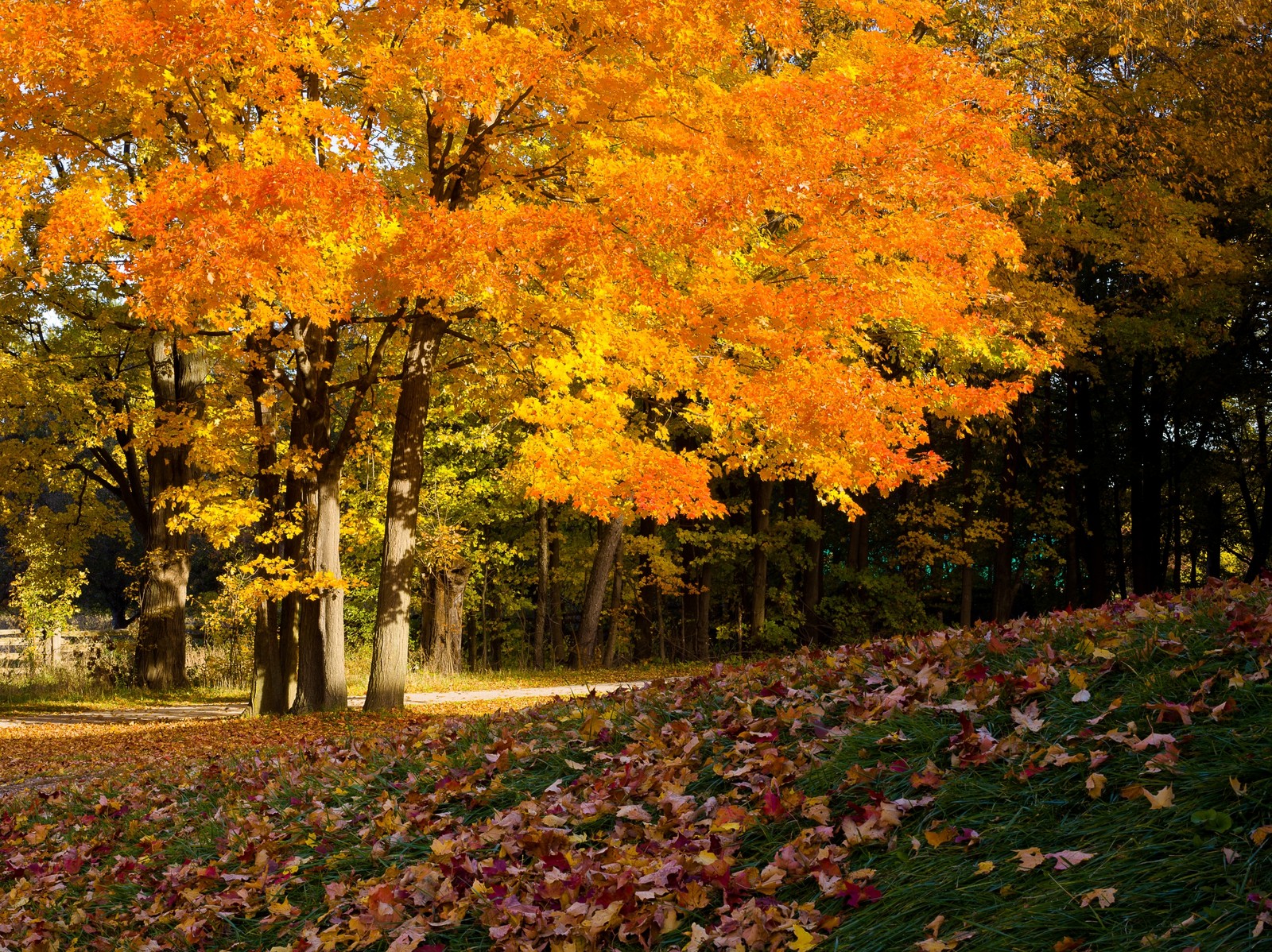 Lade baum, blatt, natur, herbst, laubabwerfend Hintergrund herunter