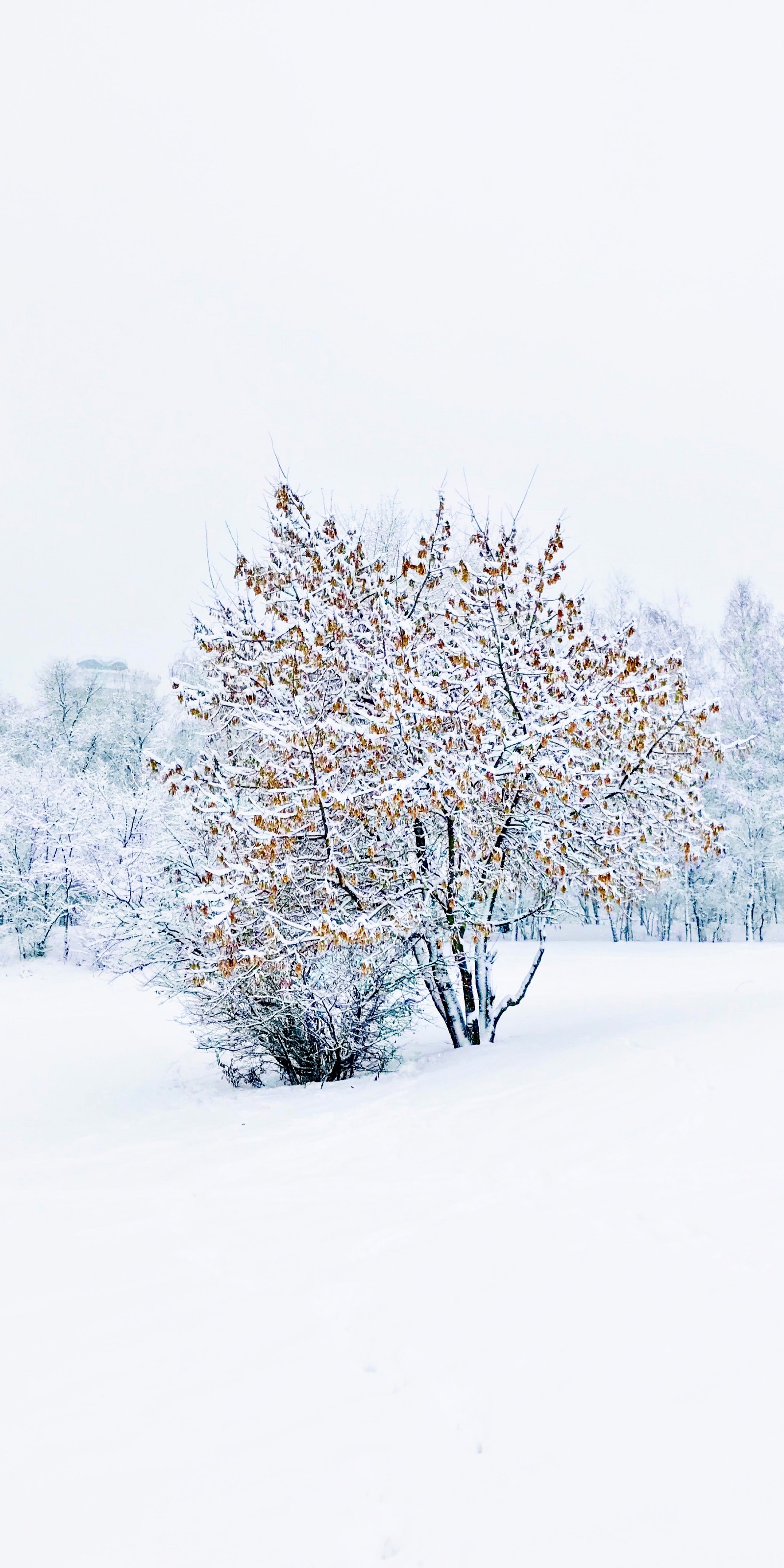 Paisagem nevada com uma árvore em um campo com solo coberto de neve (inverno, árvore, química, ciência, neve)