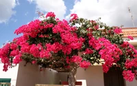 Arbre de bougainvillier vibrant en pleine floraison printanière