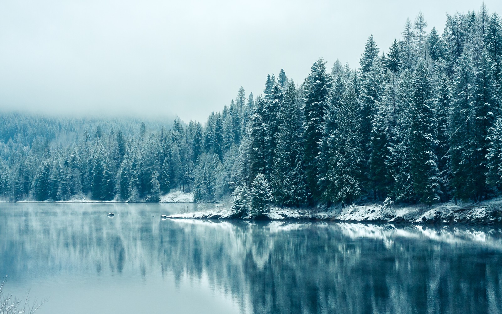 Um close de um corpo d'água com árvores ao fundo (kootenay river, neve, colúmbia britânica, canadá, floresta)