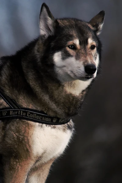 Um retrato em close de um majestoso cão parecido com um lobo, com um pelo espesso, usando um arnês, exibindo suas características marcantes e olhar expressivo.