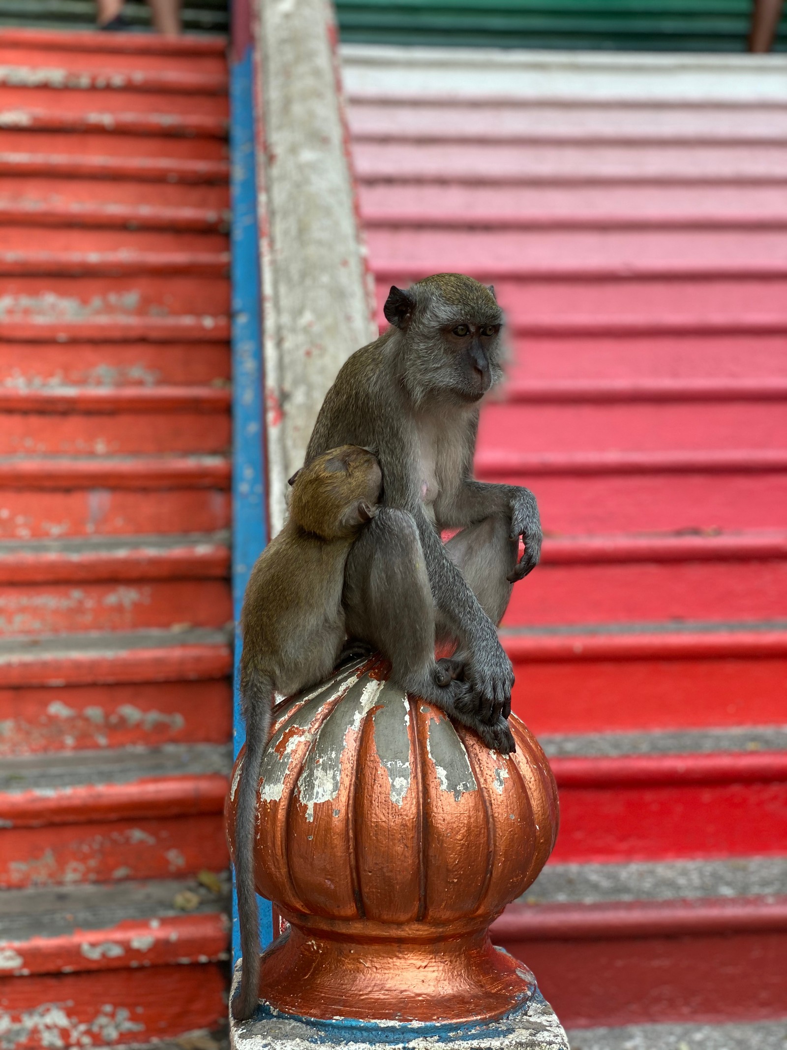 Hay un mono sentado sobre un pedestal dorado (primate, ciencia, biología, macaque, hocico)