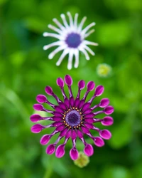 Close-up de vibrantes margaridas de Transvaal em flor