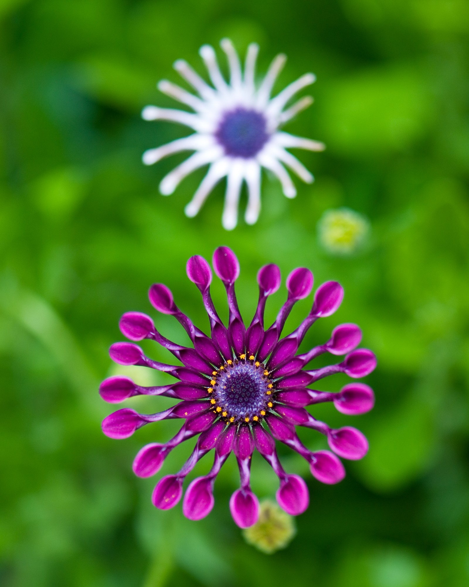 Flores roxas e brancas em um campo verde com folhas verdes (flor, margarida do transvaal, verde, pétala, planta)