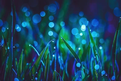 Macro Landscape of Dew-Kissed Grass with Bokeh Highlights