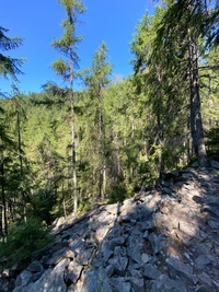 Serene Wildnis in einem gemäßigten Nadelwald