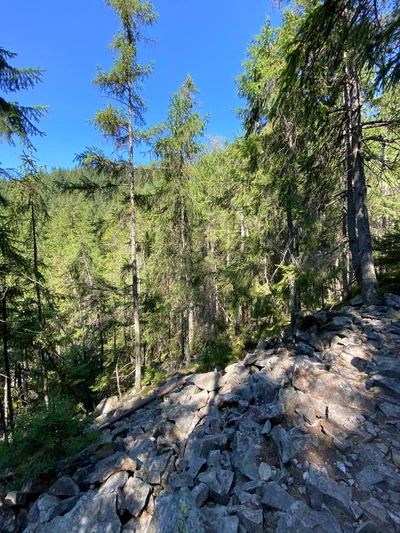 Serene Wilderness in a Temperate Coniferous Forest