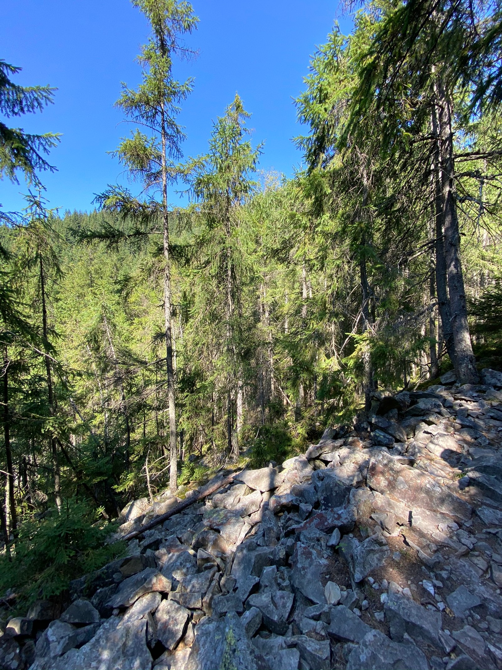 Il y a un sentier rocheux entouré d'arbres (sauvage, environnement naturel, forêt, roche, socle)