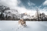 Sibirischer Husky erkundet eine verschneite Landschaft mit majestätischen Bergen im Hintergrund.