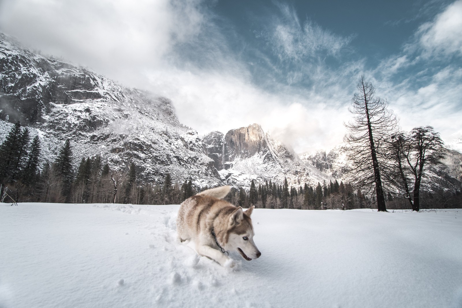 Cachorro arafed correndo na neve em frente a uma montanha (husky siberiano, husky, neve, raça de cachorro, canidae)