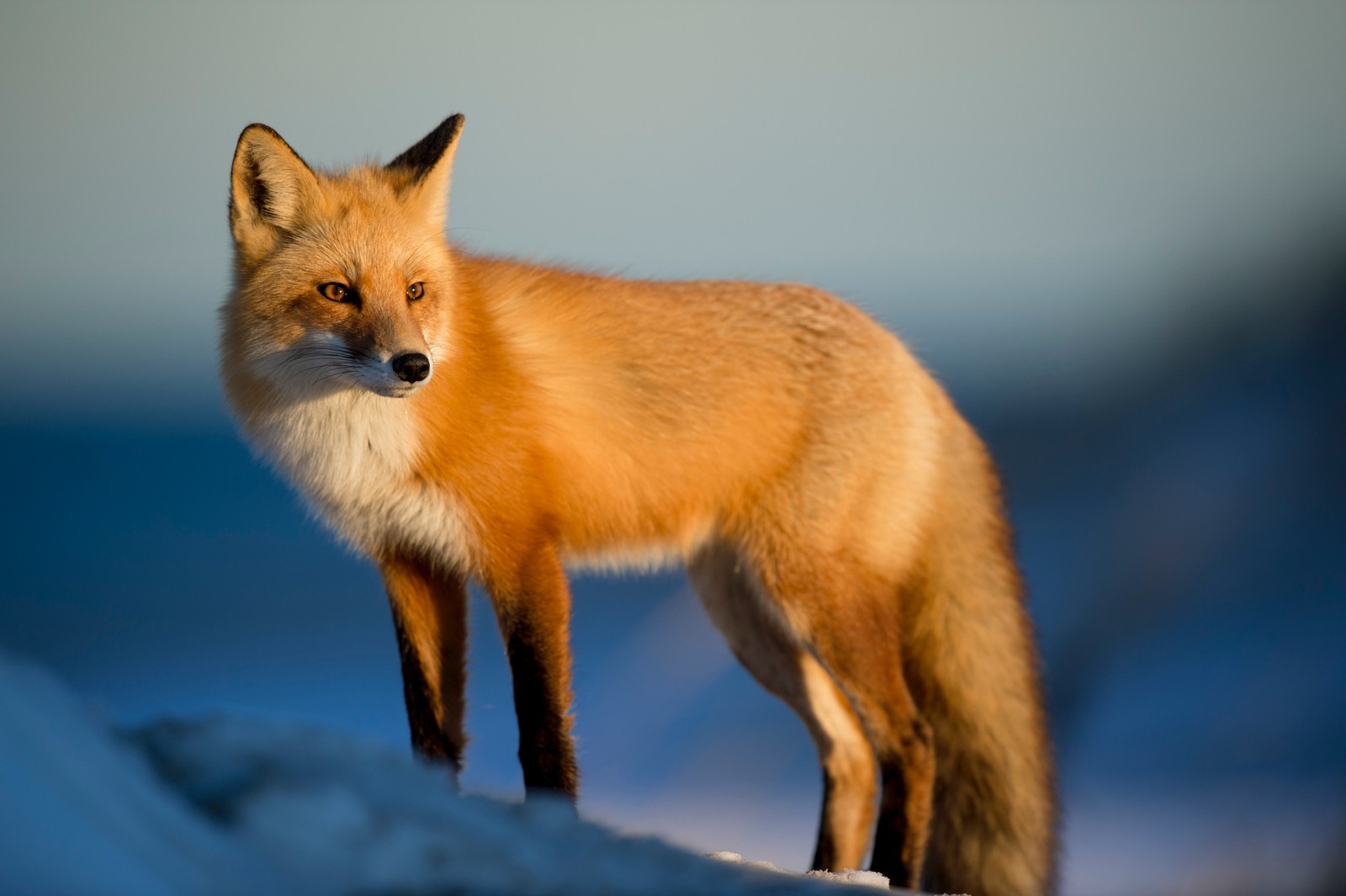 Girafa em uma colina nevada olhando para a câmera. (raposa vermelha, raposa, canidae, fauna, dhole)