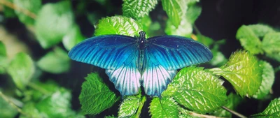 Lebhafte blaue Schmetterling, der auf üppigen grünen Blättern ruht