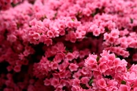 Lebendige rosa blühende Sträucher in Blüte