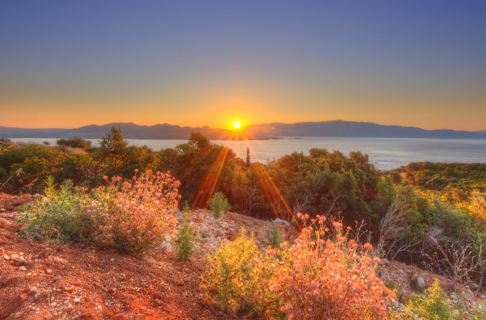 A view of the sun setting over the ocean from a hill (sunrise, vegetation, morning, sunset, sunlight)