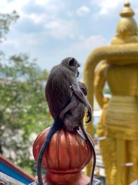 Macaques perched on a temple ornament, showcasing their bond against a backdrop of vibrant religious sculptures.