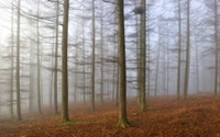 Matin brumeux dans une forêt de conifères tempérée