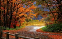 autumn, nature, tree, leaf, deciduous wallpaper