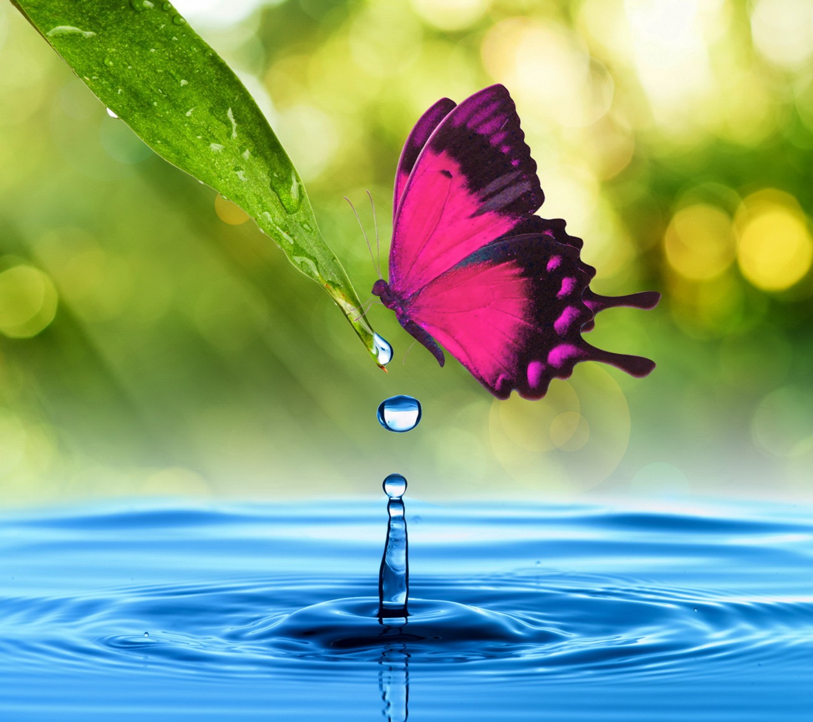 Araffe butterfly flying over a water drop with a leaf (butterfly, floral, flowers, roses)