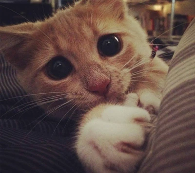 Gatinho adorável com olhos grandes e patas macias