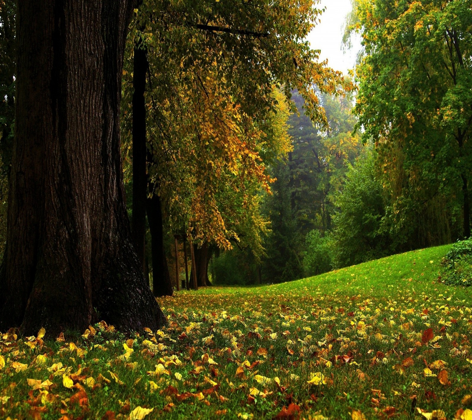 Trees with yellow leaves on the ground in a park (autumn, forest, nature, tree)