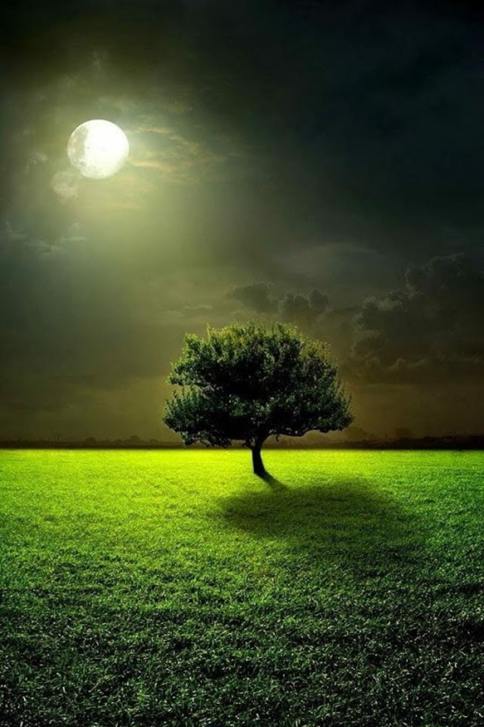 Un arbre solitaire dans un champ avec une pleine lune en arrière-plan (vert, arbre)