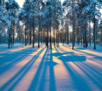 Maravilha de inverno ensolarada com longas sombras