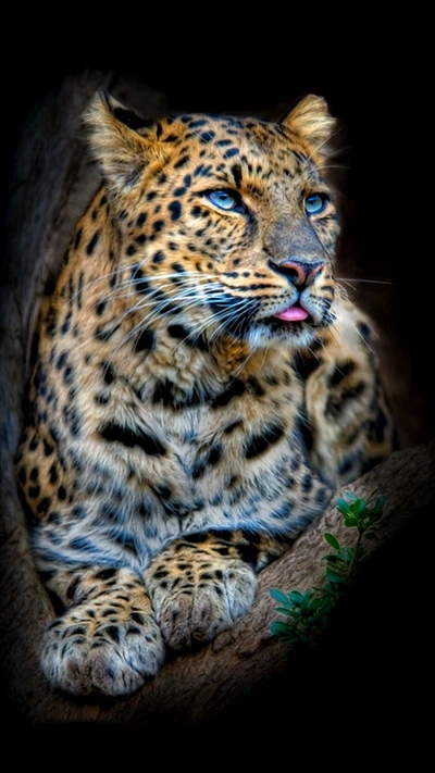 arte, preto, leopardo