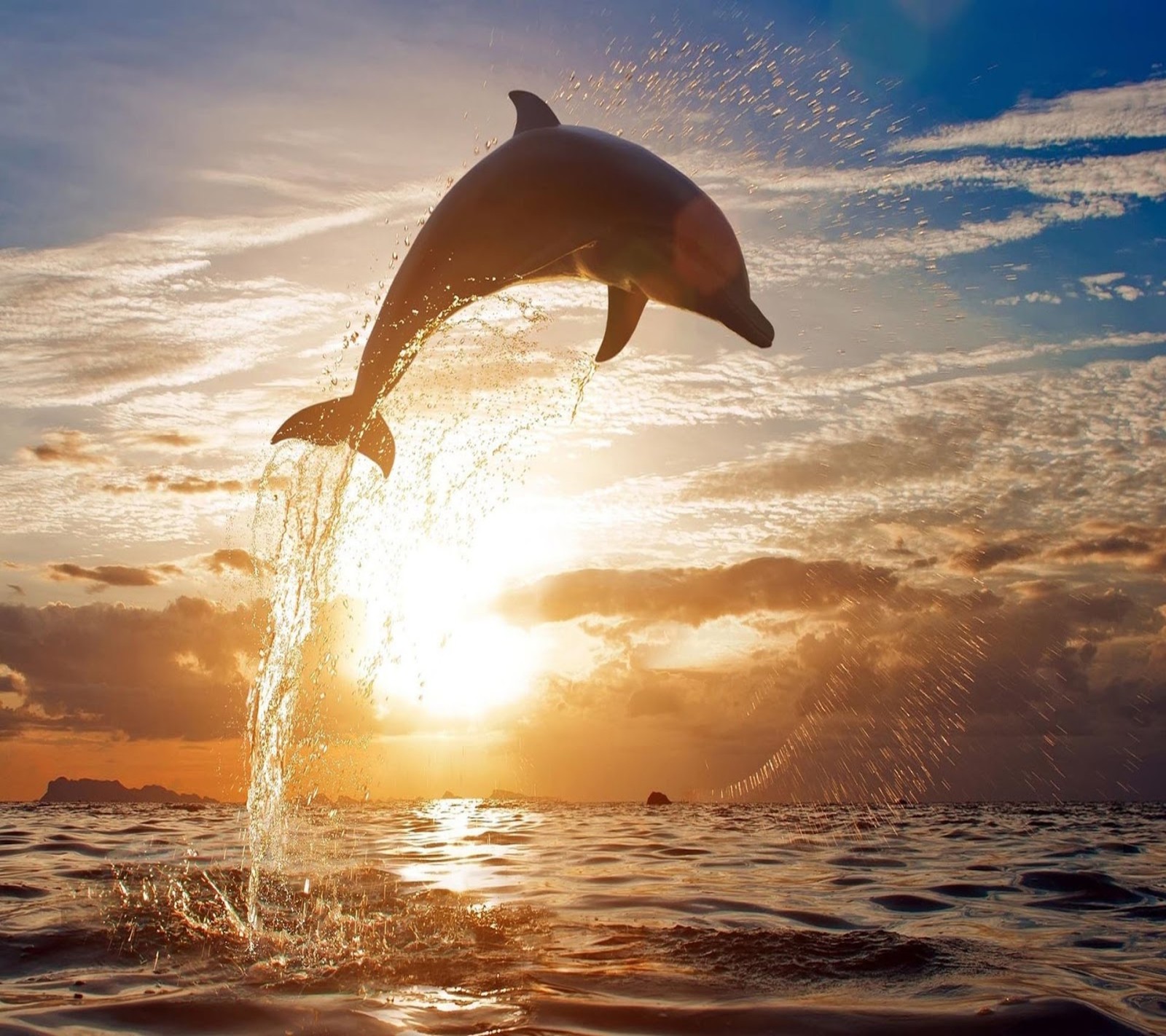 Un dauphin sautant hors de l'eau au coucher du soleil avec le soleil en arrière-plan (animaux, dauphin, nature)