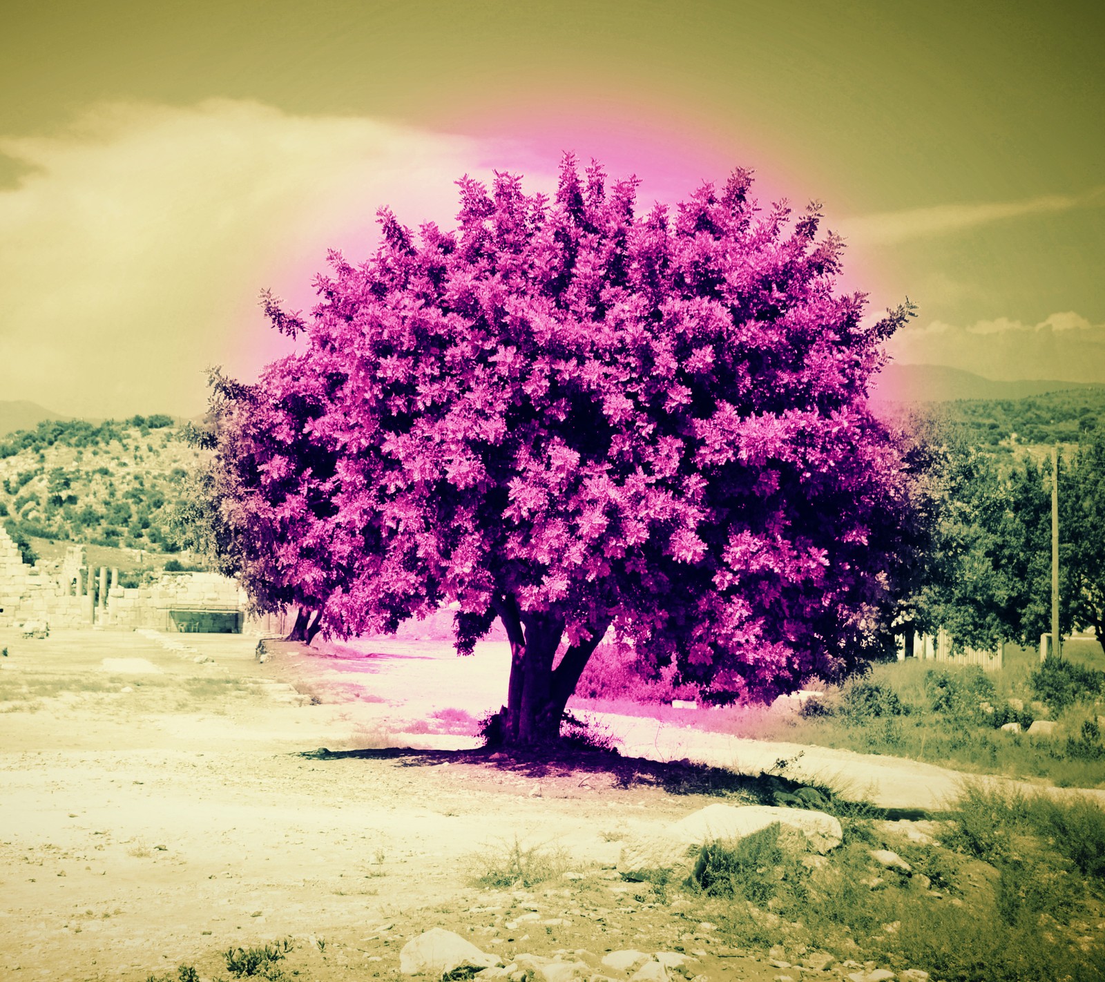 Arbre violet dans un champ avec un fond de ciel (violet, arbre)