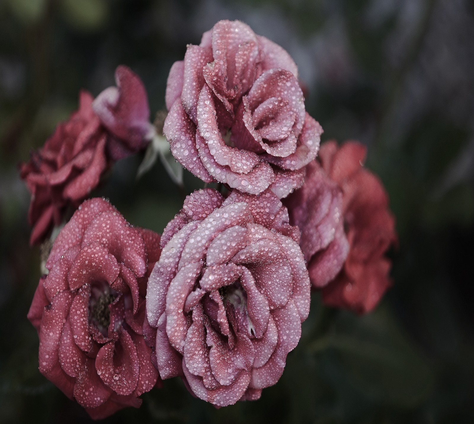 Hay algunas rosas rosas con gotas de agua en ellas (abej, beograd, rosas)