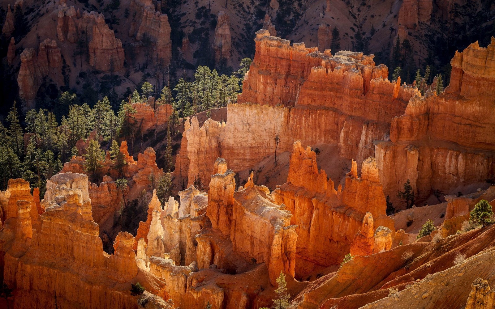 Gros plan d'un canyon avec de nombreuses pierres et arbres (parc national de bryce canyon, parc national, parc, canyon, formation)