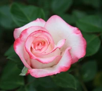 flor, natureza, rosa, branco