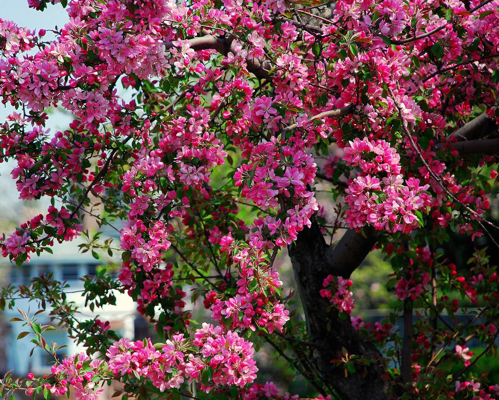 A close up of a tree with pink flowers in a city (blossoms, flower, nature, pink)