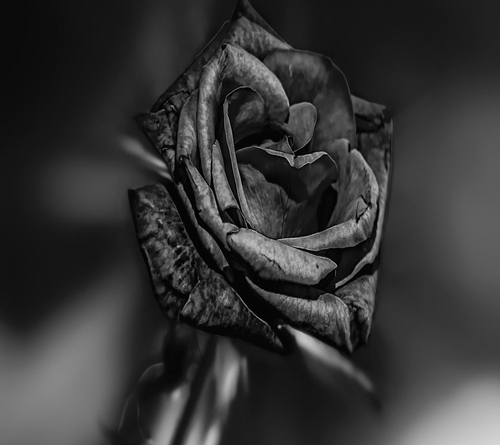 Un primer plano de una foto en blanco y negro de una rosa (negro, rosa)