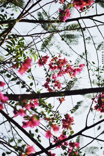 Brillantes flores de bugambilia enmarcadas por la naturaleza en Dhaka