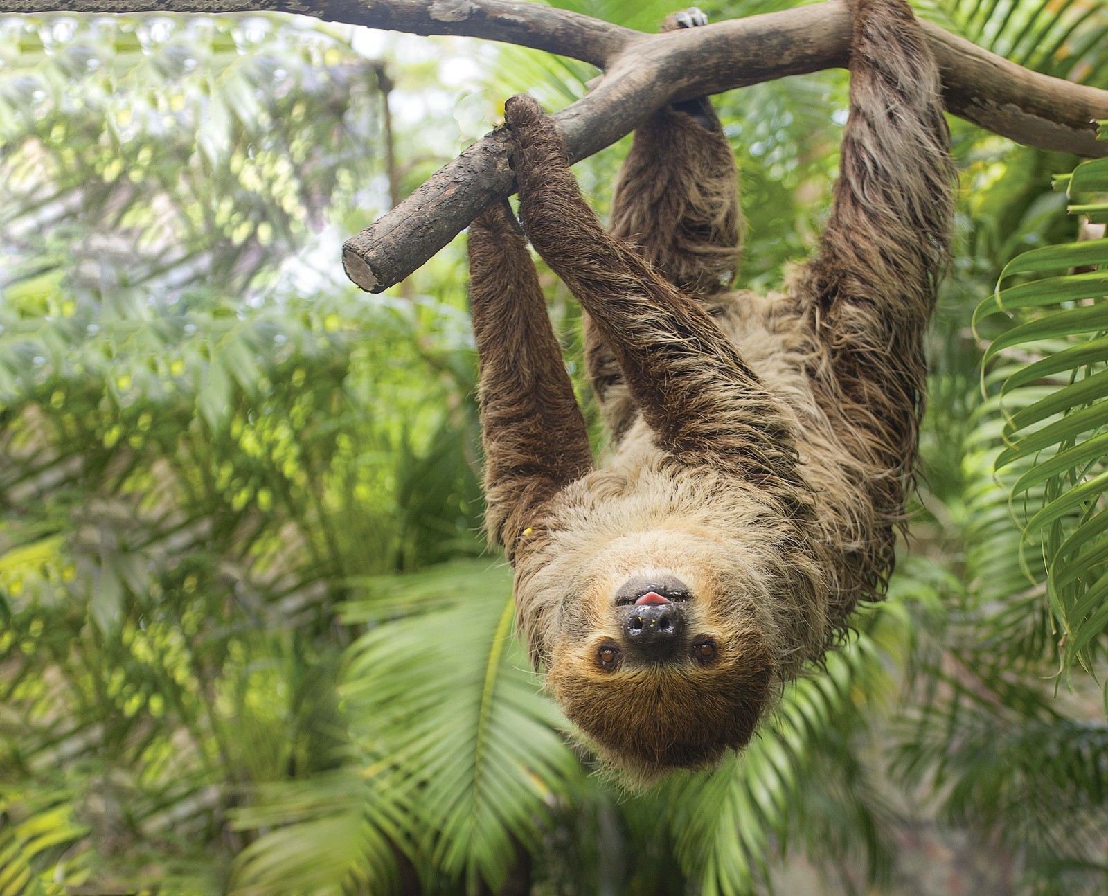 Un perezoso colgado de una rama de árbol en la selva (animales, genial, divertido, perezoso)